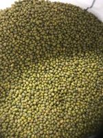 Best Quality India Origin Green Grem / Mung Beans