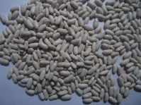 Natural Dried White Pea Bean Available