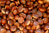 Fresh Chestnuts / Raw Chestnuts / Dried Chestnut