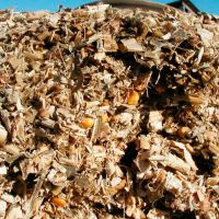 Corn Silage for Animal Feed