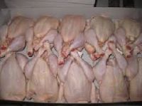 SA A GRADE HALAL FROZEN WHOLE CHICKEN READY FOR EXPORT.