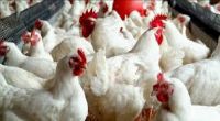 Live Chickens (Layer) for exportVaccinated hyline point of lay hens / layers feed /layer cages and eggs for sale