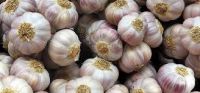 wholesale export natural product new crop fresh normal white garlic price