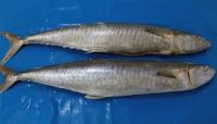 we have wide ranges of fishes in stock, book your order now.