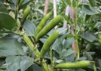 Fresh broad beans have a delicious earthy flavour that fits well with winter cooking