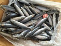 Horse Mackerel / Fresh Frozen Mackerel fish 400-600g