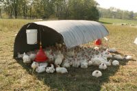 Good, Clean, Well Grown, Broilers for Sale