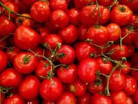 Red Color Fresh Tomato for sale