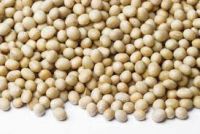 Human Consumption, dried, fresh, frozen &green and Soybean Soya Bean