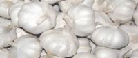 new garlic 2018 crop 4.5cm--6.0cm normal white and pure white