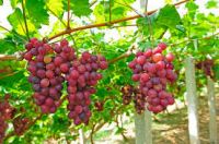 2018 red, dark and green grapes/Best fresh grapes