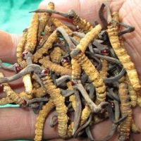 Cordyceps Sinensis Health Care Products for export