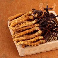 Cordyceps Sinensis