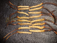 Cordyceps Sinensis Health Care Products