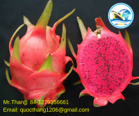 100% Fresh Dragon Fruit from Vietnam - Red/White Flesh Dragon Fruit