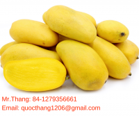 Fresh Mango in Vietnam - Delicious Mango at Best Price