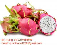 Red and White Flesh Dragon Fruit from Vietnam - 100% Natural Fresh