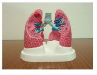 Sell Lung Model (EYAM-01)