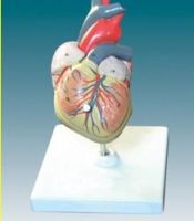 Sell Model of Heart (EYAM-20)