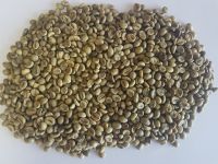 VIETNAM ROBUSTA COFFEE R1/SCREEN 16 WET POLISHED