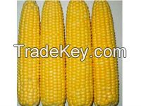 Yellow Corn