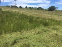 Alfalfa Hay /Lucerne hay bales animal feed for sale