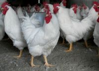 Black Hen and White Roosters For Sale