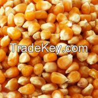 Dried Yellow Corn