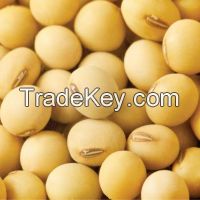 GMO and Non GMO Soyabean