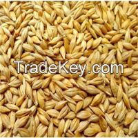Barley for Animal and Human Consumption