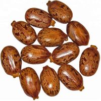 Castor oil seeds