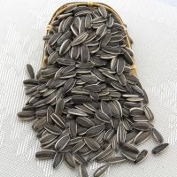 hybrid sunflower seeds