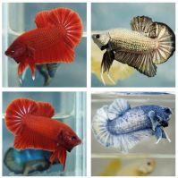 Betta fish for sale