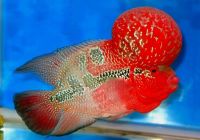 Flowerhorn Cichlids for sale