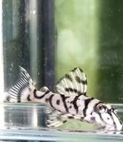 L236 PLECO FOR SALE