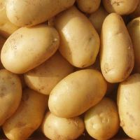 Wholesale Perfect Pact Fresh Russett Potatoes sourced