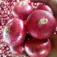 Fresh Red onions