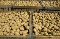 Fresh Potato New Harvest Supplier Best Price