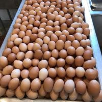 High Quality Fresh Chicken Eggs  For Sale