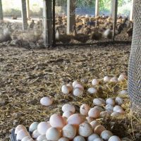 Duck hatching eggs