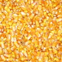 Yellow Dried Maize / Corn