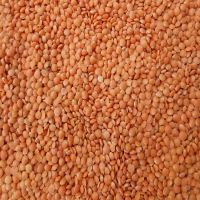 Foot Ball Quality Red Lentils