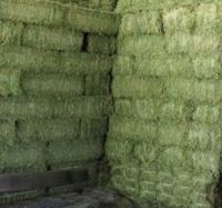 high quality alfalfa hay, alfalfa hay cheap price , alfalfa hay bale