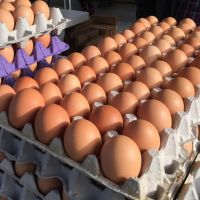 Best Brown and White Chicken Eggs/Fresh Fertile Chicken Eggs for sale