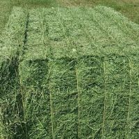 Alfalfa Hay in Bales