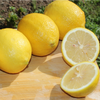 Wholesale Natrual Dry Fresh Organic Lemon
