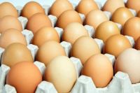 Quality Chicken table eggs Export fresh eggs at affordable prices