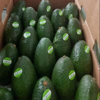 Fresh Hass Avocado from South Africa for sale