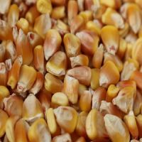 Yellow Corn/Maize for Animal Feed / YELLOW CORN FOR POULTRY FEED