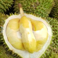 Fresh and Frozen Durian